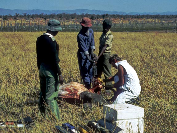 Animal disease research in Africa. Photo courtesy WSU College of Veterinary Medicine.
