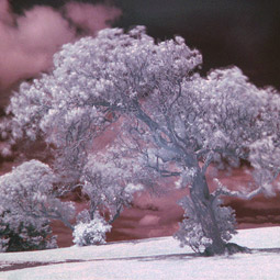 Although they don't see as we do, plants perceive their environment in the red and far-red end of the light spectrum. If we saw things in the far-red spectrum, it would be similar to this infrared photograph. Daniel Schwen