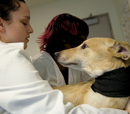 Jacob, a Pullman-area greyhound and blood donor, with veterinary student Jillian Haines.