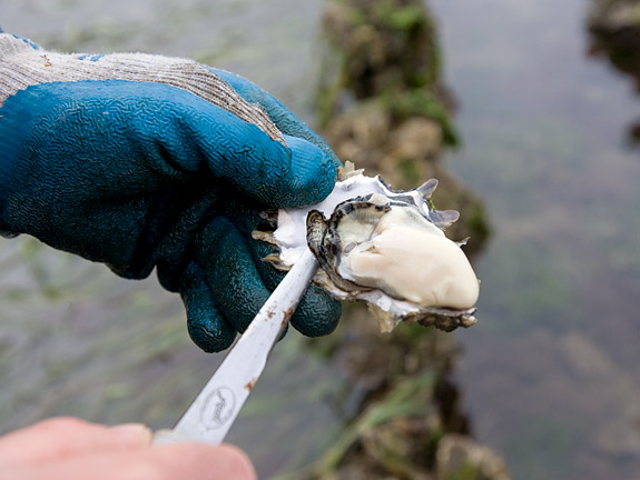 Shucking a Pacific oyster.