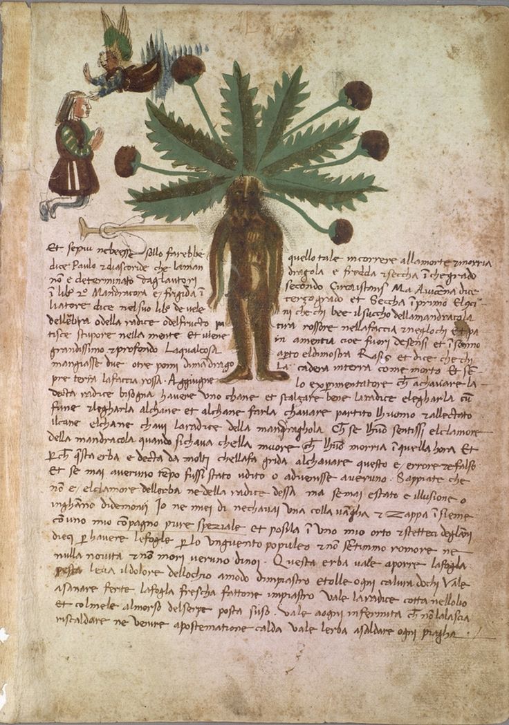 page from Italian Herbal c. 1500