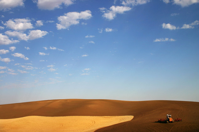 Wheat field. Photo by Kathy Van Torne.