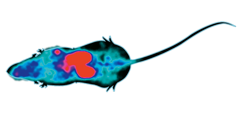 PET scan of a mouse injected with a marker chemical that binds to PMSA protein on prostate cancer cells. Red areas show the marker in the kidneys (large ovals) and in a tumor in one shoulder, where the cancer cells had been transplanted some weeks earlier. Scan image courtesy Cliff Berkman