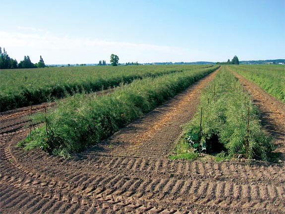 Bolting seed cabbage in Skagit Valley. Photo Don McMoran, WSU Skagit Valley Extension.