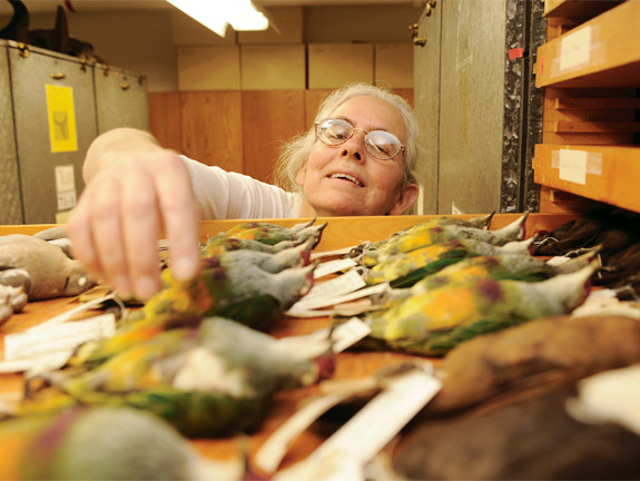 Conner Museum curator Kelly Cassidy reaches for a study skin.