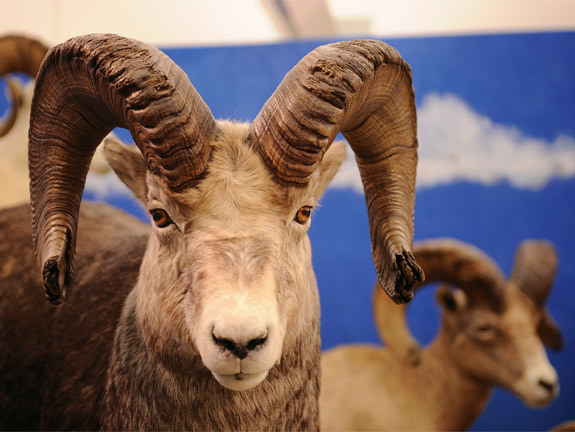 Display mount of a bighorn sheep at Conner Museum.