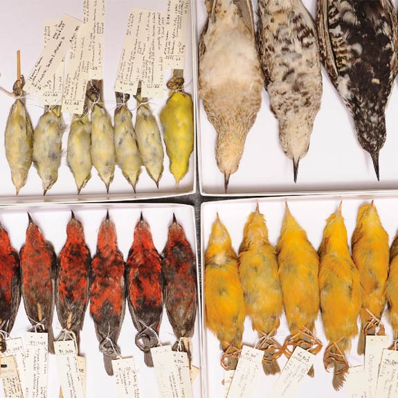 Bird skins from the Mariana Islands, collected and prepared by alumni Jim Reichel and Derek Stinson.