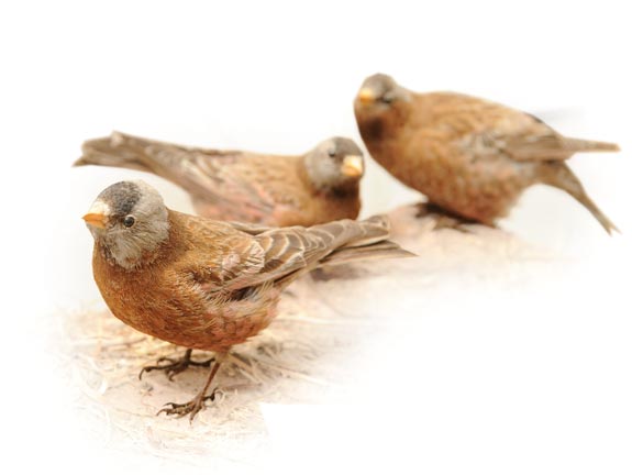 Display mount of gray-crowned rosy finches. The finches were prepared by William T. Shaw, who directed and curated the museum from 1906 to 1925.