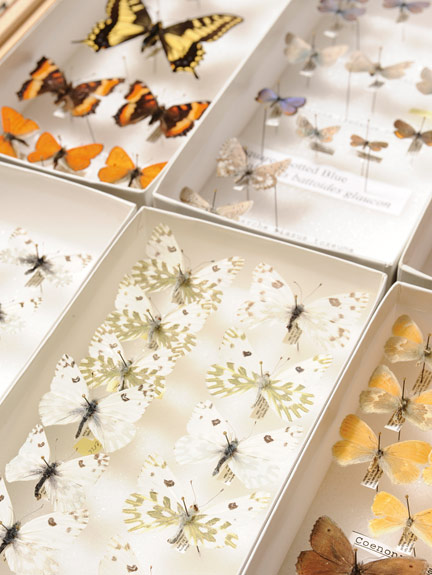 Insects collected by Rich Zack and colleagues at the Hanford Nuclear Site--Becker's White butterfly.