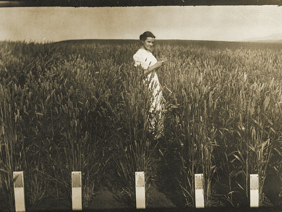 Xerpha Gaines visits her husband Edward’s variety test plots on Washington State College’s campus in 1912.