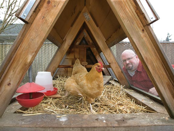 Buff Orpington with Harley Cowan