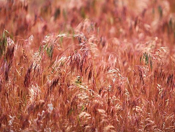 Cheatgrass at the Hanford Reach National Monument. Daniel Mosquin