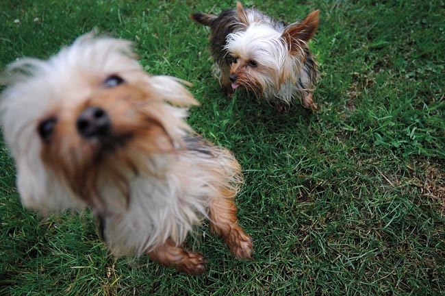 Rescued puppies. Ingrid Barrentine