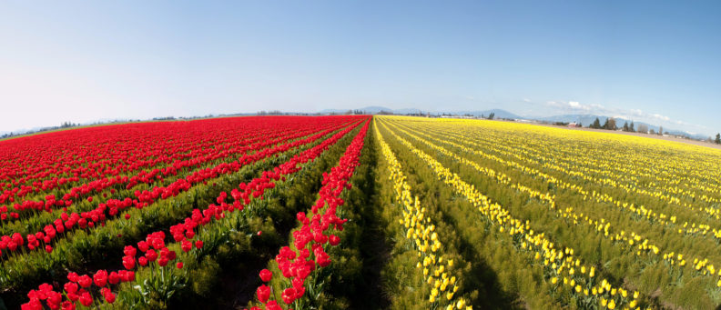 Skagit Valley tulips