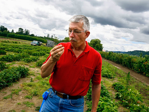 WSU scientist Patrick Moore samples a strawberry