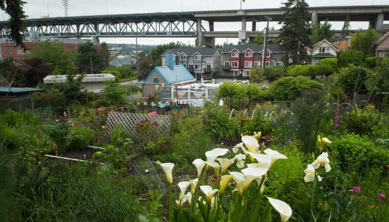 The U-District P-Patch