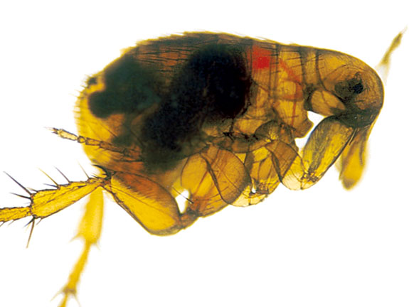 flea under microscope