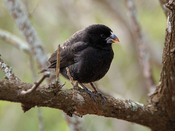 medium ground finch