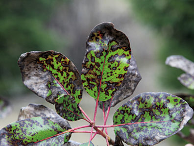 The madrone leaf blight can make trees look dead from afar, even if it is rarely fatal. Courtesy Gary Chastagner