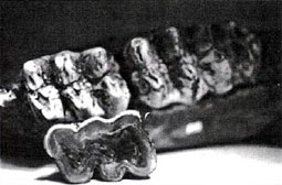 Mastodon tooth showing 'wear'.