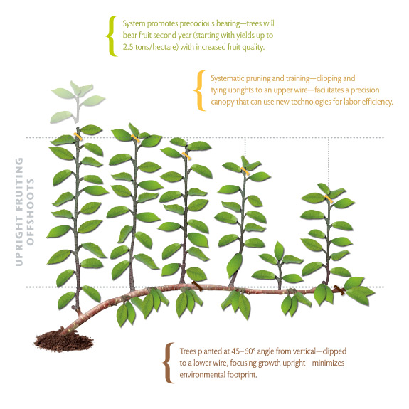 Staff illustration based on The U.F.O. System: A Novel Architecture for High Efficiency Sweet Cherry Orchards by Matthew Whiting at the WSU Irrigated Agriculture Research and Extension Center in Prosser.