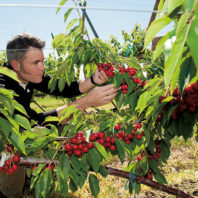Matthew Whiting with UFO cherry orchard system