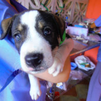 Chancho, a puppy treated by World Vets in Nicaragua