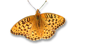 Coronis fritillary