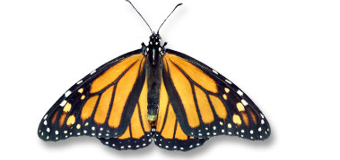 Monarch