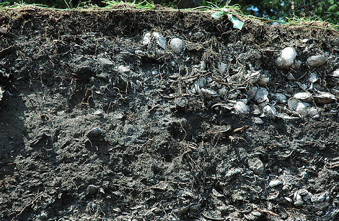 Food remains in midden