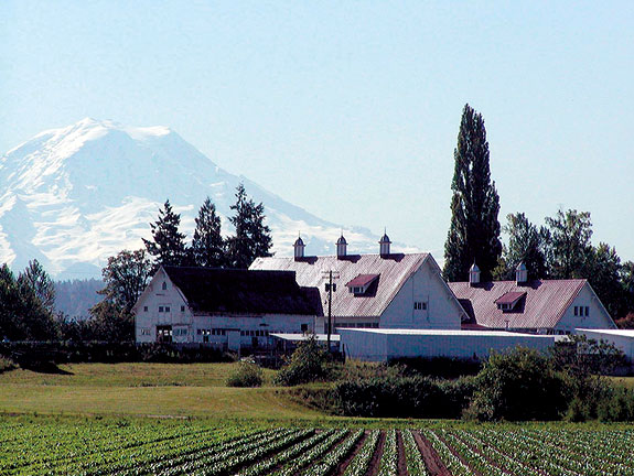 The barns at WSU’s research station in Puyallup