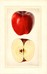 Esopus Spitzenberg, by Royal Charles Steadman.