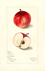 Fameuse, by Mary Daisy Arnold.