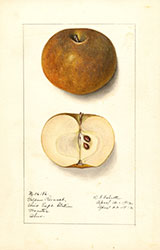 Golden Russet, by Ellen Isham Schutt.