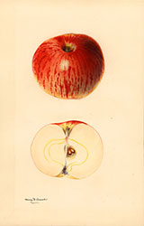 Gravenstein, by Mary Daisy Arnold.