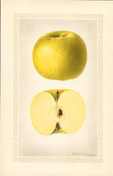 Grimes Golden, by Royal Charles Steadman.