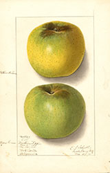 Newtown Pippin, by Ellen Isham Schutt.