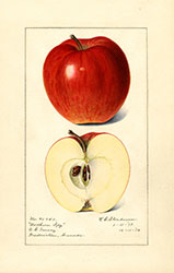 Northern Spy, by Royal Charles Steadman.