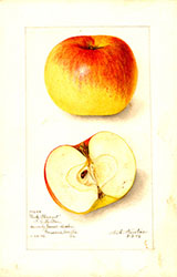 Peck Pleasant, by Amanda Almira Newton.