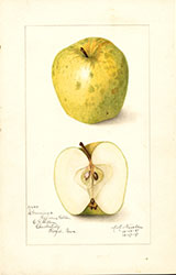 Rhode Island Greening, by Amanda Almira Newton.