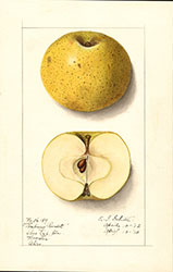 Roxbury Russet, by Ellen Isham Schutt.