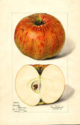 Twenty Ounce, by Mary Daisy Arnold.