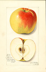 Winter Banana, by Amanda Almira Newton.