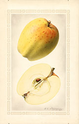 Yellow Bellflower, by Royal Charles Steadman.