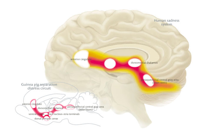 Chart of guinea pig experiencing loss