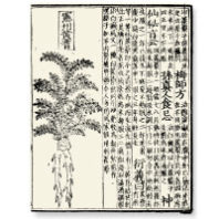 Chinese cannabis text