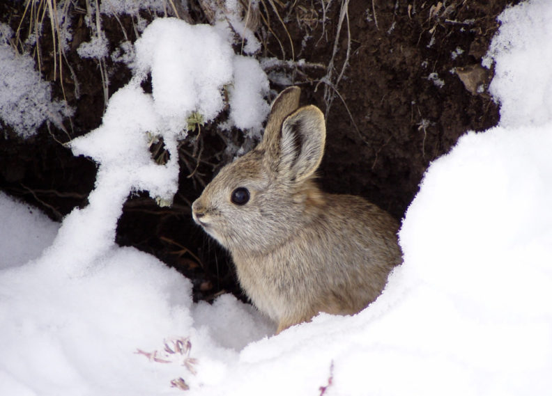 Pygmy rabbit