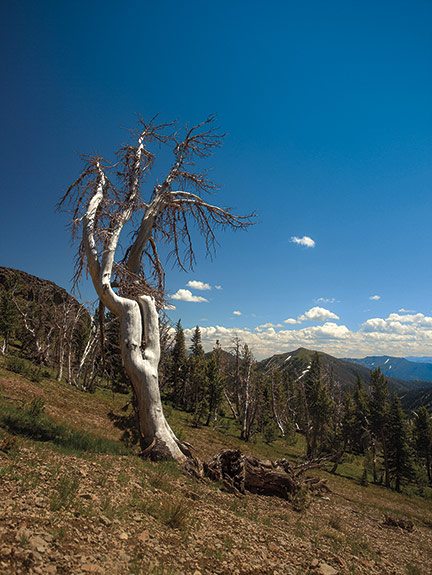 Dead whitebark pine