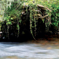 Young fish find shelter in the Tucannon’s pools. Photo Robert Dorion