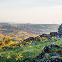 Palouse landscape. Photo courtesy maryjanesfarm.org